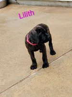 Lilith, a female Cane Corso for sale in Mountain Home, AR – 3 of 6