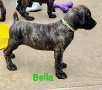 Bella, a female Cane Corso for sale in Mountain Home, AR – 3 of 8