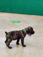 Lycan, a male Cane Corso for sale in Mountain Home, AR – 3 of 10