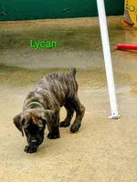 Lycan, a male Cane Corso for sale in Mountain Home, AR – 6 of 10