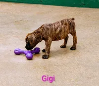 Gigi, a female Cane Corso for sale in Mountain Home, AR – 2 of 9