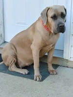 Bella, a female Cane Corso for sale in Mountain Home, AR – 8 of 8