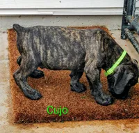 Cujo, a male Cane Corso for sale in Mountain Home, AR – 2 of 8