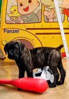 Panzer, a male Cane Corso for sale in Mountain Home, AR – 5 of 9