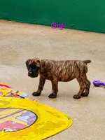 Gigi, a female Cane Corso for sale in Mountain Home, AR – 3 of 9