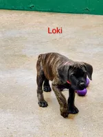 Loki, a male Cane Corso for sale in Mountain Home, AR – 4 of 10