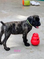 Bella, a female Cane Corso for sale in Mountain Home, AR – 2 of 8