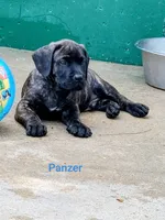 Panzer, a male Cane Corso for sale in Mountain Home, AR – 2 of 9