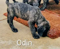 Odin, a male Cane Corso for sale in Mountain Home, AR – 6 of 9