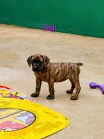 Gigi, a female Cane Corso for sale in Mountain Home, AR – 1 of 9