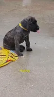 Harley, a female Cane Corso for sale in Mountain Home, AR – 6 of 10
