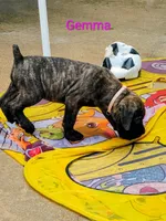 Gemma, a female Cane Corso for sale in Mountain Home, AR – 4 of 9