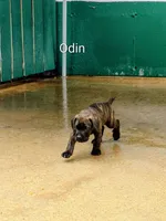 Odin, a male Cane Corso for sale in Mountain Home, AR – 2 of 9