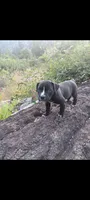 Girl D (most white on her nose), a female American Pit Bull Terrier for sale in Redding, CA – 4 of 5