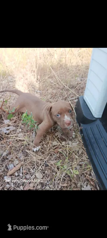 Girl C ( more white on her nose than her brother) – American Pit Bull Terrier puppy for sale in Redding, CA