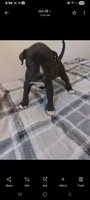 Girl B (white on half of her nose), a female American Pit Bull Terrier for sale in Redding, CA – 2 of 5