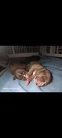 Girl C ( more white on her nose than her brother), a female American Pit Bull Terrier for sale in Redding, CA – 3 of 6