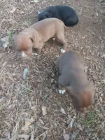 Girl C ( more white on her nose than her brother), a female American Pit Bull Terrier for sale in Redding, CA – 5 of 6