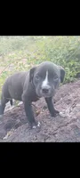 Girl D (most white on her nose), a female American Pit Bull Terrier for sale in Redding, CA – 2 of 5