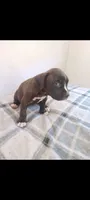 Boy B, a male American Pit Bull Terrier for sale in Redding, CA – 3 of 5