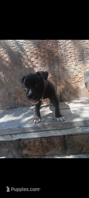 Girl B (white on half of her nose) – American Pit Bull Terrier puppy for sale in Redding, CA