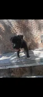 Girl B (white on half of her nose), a female American Pit Bull Terrier for sale in Redding, CA – 1 of 5