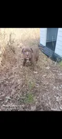 Girl C ( more white on her nose than her brother), a female American Pit Bull Terrier for sale in Redding, CA – 2 of 6