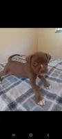 Boy A, a male American Pit Bull Terrier for sale in Redding, CA – 4 of 4