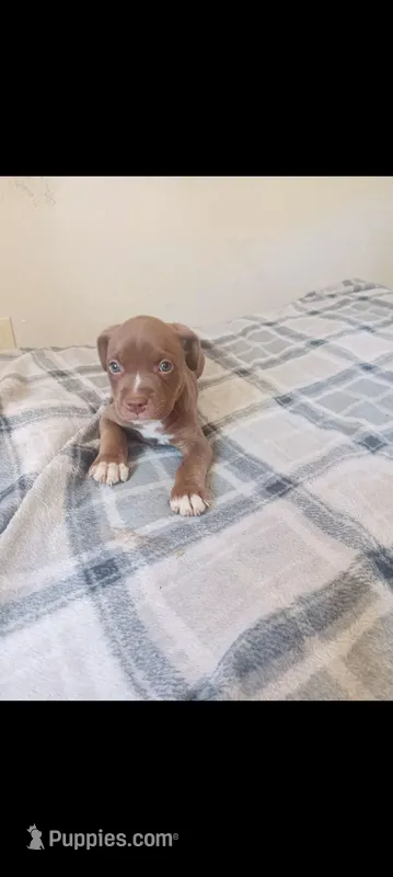 Boy A – American Pit Bull Terrier puppy for sale in Redding, CA