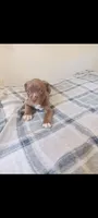 Boy A, a male American Pit Bull Terrier for sale in Redding, CA – 2 of 4