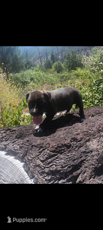 Boy B – American Pit Bull Terrier puppy for sale in Redding, CA