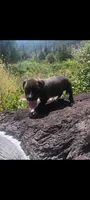 Boy B, a male American Pit Bull Terrier for sale in Redding, CA – 1 of 5