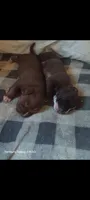 Boy A, a male American Pit Bull Terrier for sale in Redding, CA – 3 of 4