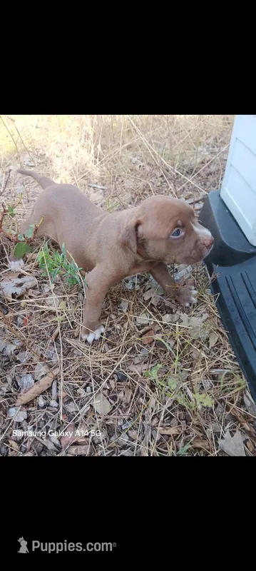Boy A – American Pit Bull Terrier puppy for sale in Redding, CA
