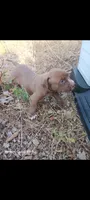Boy A, a male American Pit Bull Terrier for sale in Redding, CA – 1 of 4