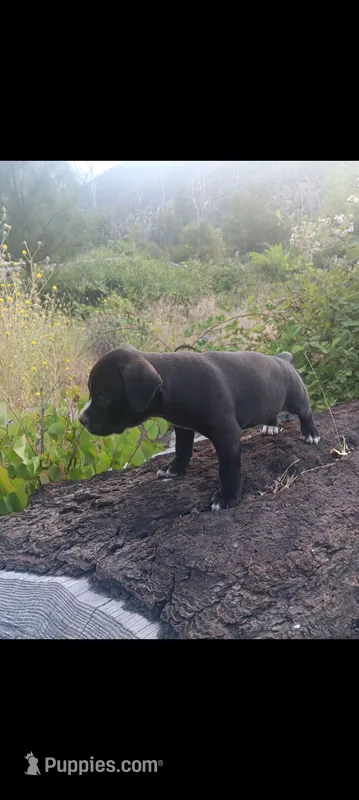 Girl D (most white on her nose) – American Pit Bull Terrier puppy for sale in Redding, CA