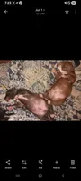 Boy B, a male American Pit Bull Terrier for sale in Redding, CA – 4 of 5