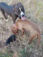 Boy B, a male American Pit Bull Terrier for sale in Redding, CA – 5 of 5