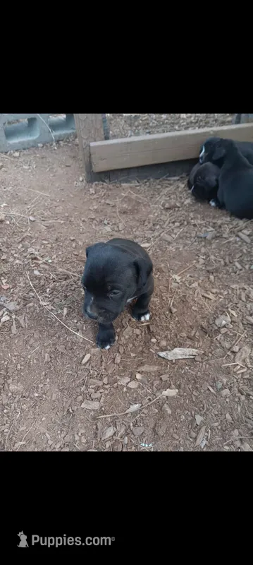 Girl A (no white on her nose) – American Pit Bull Terrier puppy for sale in Redding, CA