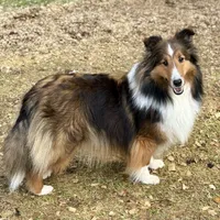 Bigger sable female , a female Shetland Sheepdog for sale in Oakland, MD – Photo 7 of 7