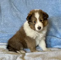 Bigger sable female , a female Shetland Sheepdog for sale in Oakland, MD – Photo 3 of 7