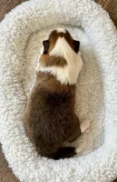 Bigger sable female , a female Shetland Sheepdog for sale in Oakland, MD – Photo 2 of 5