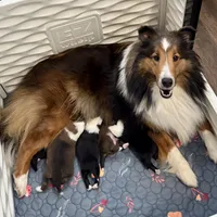 Bigger sable female , a female Shetland Sheepdog for sale in Oakland, MD – Photo 5 of 7