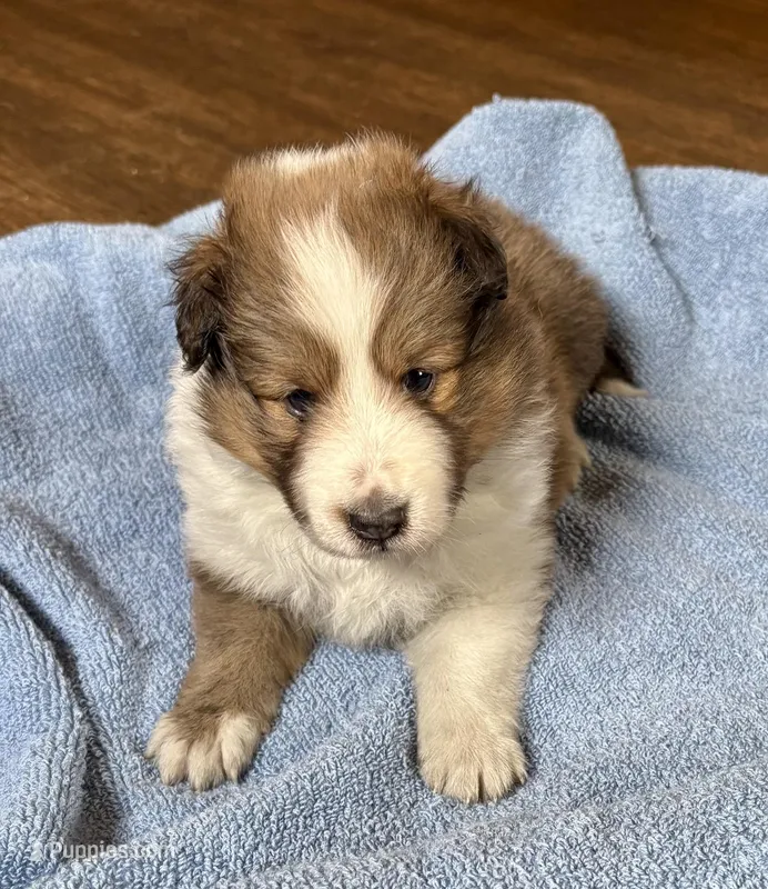 Bigger sable female  – Shetland Sheepdog puppy for sale in Oakland, MD