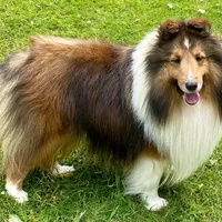 Bigger sable female , a female Shetland Sheepdog for sale in Oakland, MD – Photo 6 of 7