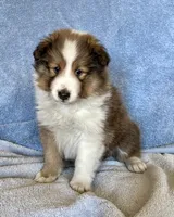 Bigger sable female , a female Shetland Sheepdog for sale in Oakland, MD – Photo 1 of 7