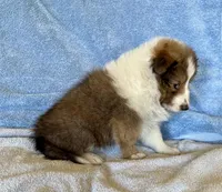 Bigger sable female , a female Shetland Sheepdog for sale in Oakland, MD – Photo 4 of 7