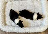 Plain faced bi black , a male Shetland Sheepdog for sale in Oakland, MD – Photo 2 of 5