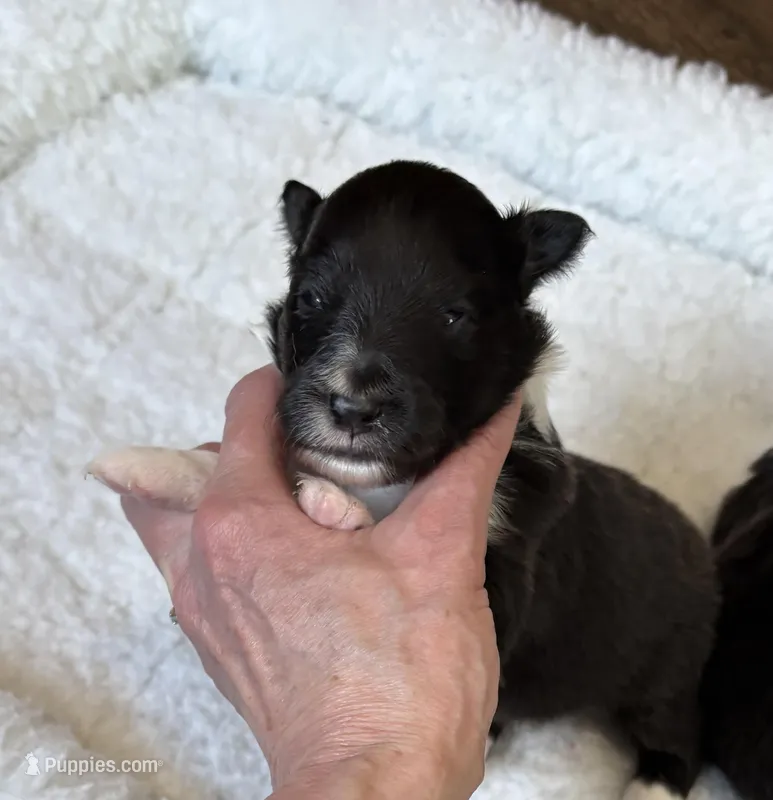 Plain faced bi black , a male Shetland Sheepdog for sale in Oakland, MD – Photo 1 of 5