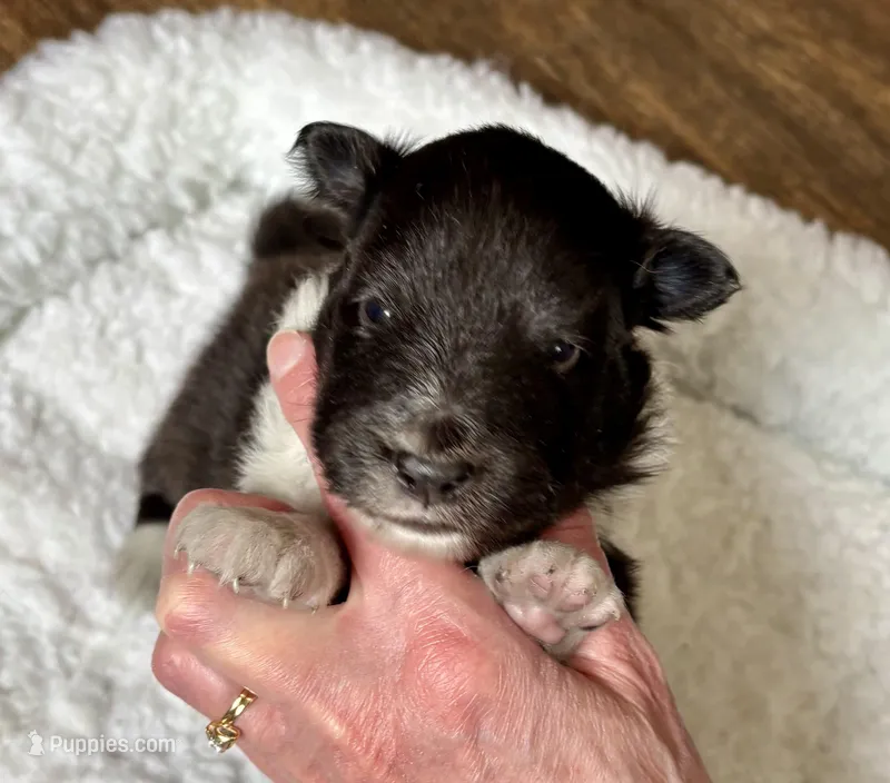 Plain faced bi black 